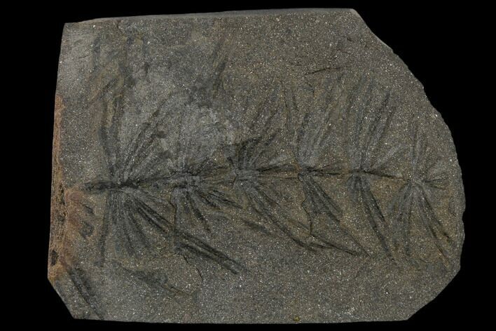 Fossil Pennsylvanian Horsetail (Asterophyllites) - France #114607